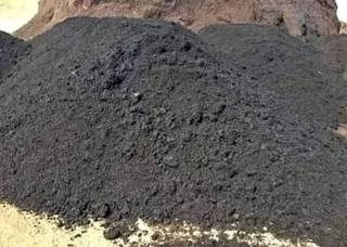 LM Berea grass nice for shed area or open ground