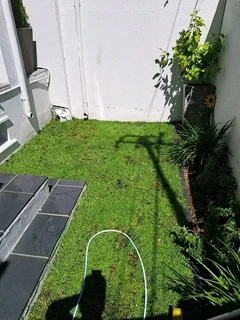 LM Berea grass nice for shed area or open ground