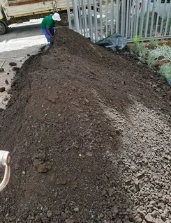 LM Berea grass nice for shed area or open ground