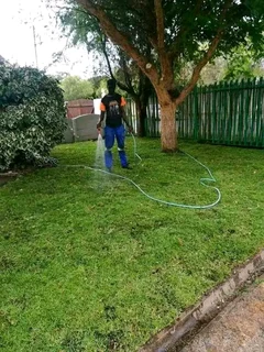 LM Berea grass nice for shed area or open ground