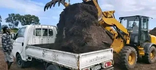 LM Berea grass nice for shed area or open ground