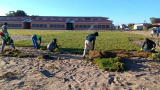 Supply and installa Kikuyu grass is nice and growing 100% for the son