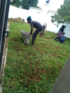 Delivery and installa buffalo grass