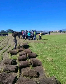 Delivery and installa buffalo grass