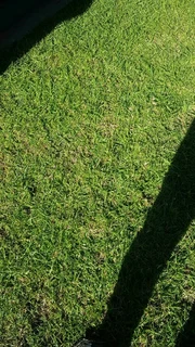 Roll on lawn Lm Berea grass