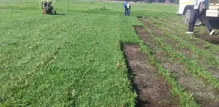 Roll on lawn Lm Berea grass