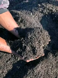 Roll on lawn Lm Berea grass