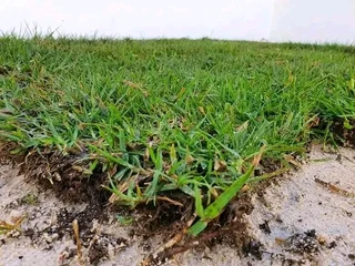 Roll on lawn Lm Berea grass