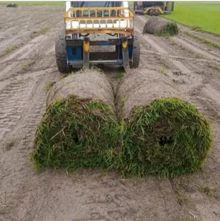 We do call type of roll on lawn  Kikuyu grass