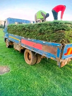 Roll on lawn Kikuyu national grass