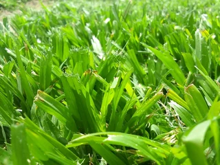 Roll on lawn Kikuyu national grass