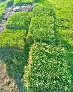 quality of roll on lawn Lm Berea grass and top soil weed free