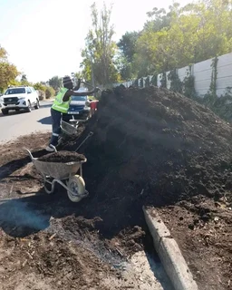 quality of roll on lawn Lm Berea grass and top soil weed free