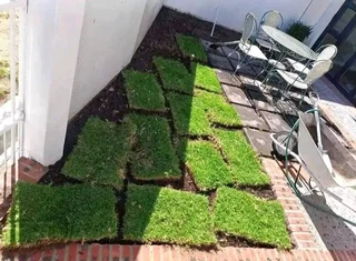 quality of roll on lawn Lm Berea grass and top soil weed free