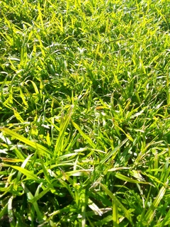 Green and fresh national grass
