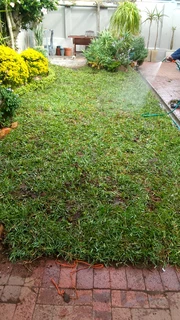 Green and fresh national grass