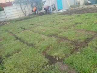 Green and fresh national grass