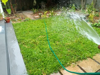 Green and fresh national grass