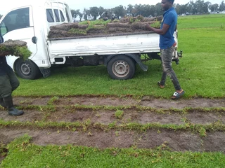 Green and fresh national grass