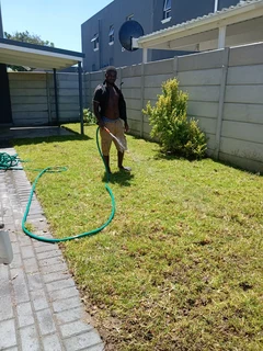 Roll on lawn Kikuyu grass