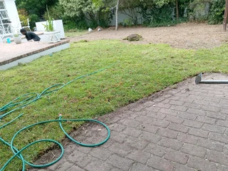 Roll on lawn Lm Berea grass