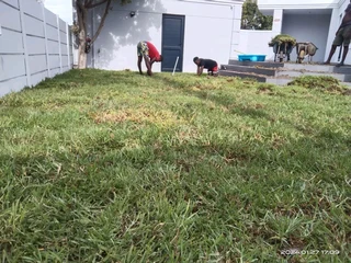 Roll on lawn Lm Berea grass