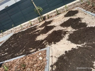 Roll on lawn Lm Berea grass