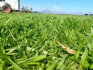 Supply and installa buffalo grass