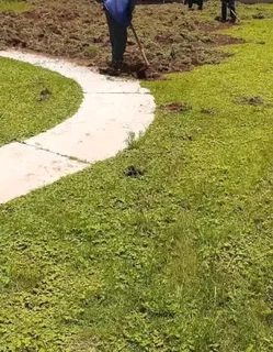 Supply and installa buffalo grass