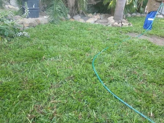 Supply and installa buffalo grass
