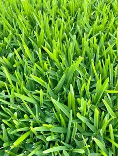 lawn Kikuyu grass and  call type of gradn stone