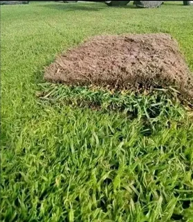 lawn Kikuyu grass and  call type of gradn stone