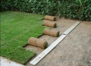 roll on lawn Lm Berea grass