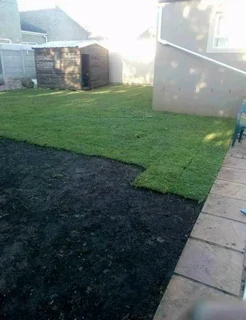 roll on lawn Lm Berea grass