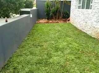 roll on lawn Lm Berea grass