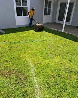 roll on lawn Lm Berea grass