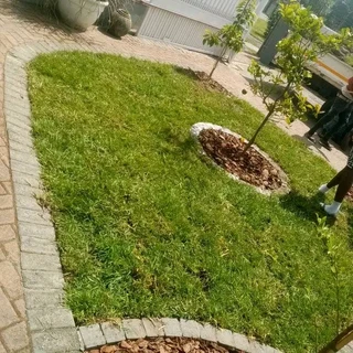 roll on lawn Lm Berea grass