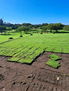 We do call type of roll on lawn grass. more information contact me