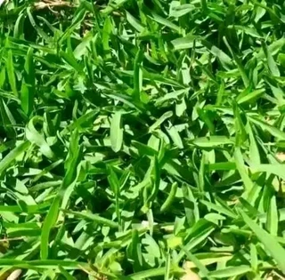 Delivery and installa off Kikuyu grass and Lm Berea grass