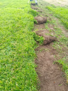 Delivery and installa buffalo grass and Kikuyu grass
