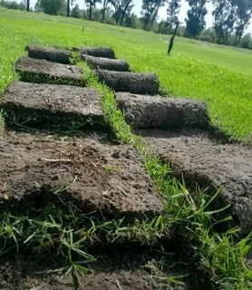 Delivery and installa buffalo grass and Kikuyu grass