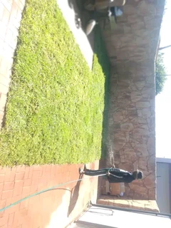 Delivery and installa buffalo grass and Kikuyu grass