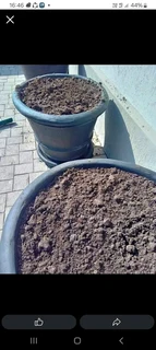 Delivery and installa buffalo grass and Kikuyu grass