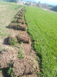 installa and delivery  call type of roll on lawn buffalo grass or Kikuyu grass