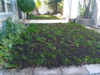 installa and delivery  call type of roll on lawn buffalo grass or Kikuyu grass