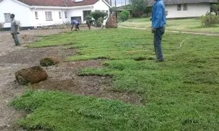 Delivery and installa buffalo grass