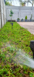 Delivery and installa buffalo grass