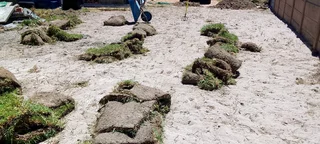 Delivery and installa buffalo grass