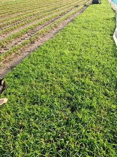 Roll on lawn Lm Berea grass