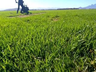 Roll on lawn Lm Berea grass